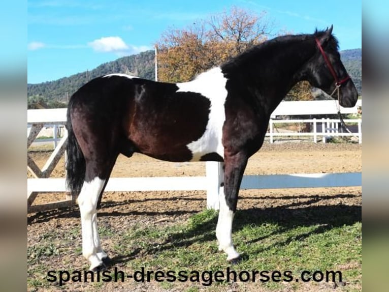 PRE Croisé Étalon 3 Ans 155 cm Pinto in Barcelona