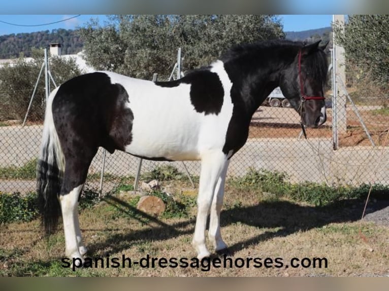 PRE Croisé Étalon 3 Ans 155 cm Pinto in Barcelona