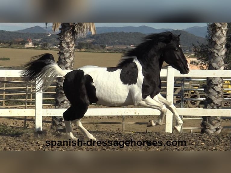 PRE Croisé Étalon 3 Ans 155 cm Pinto in Barcelona