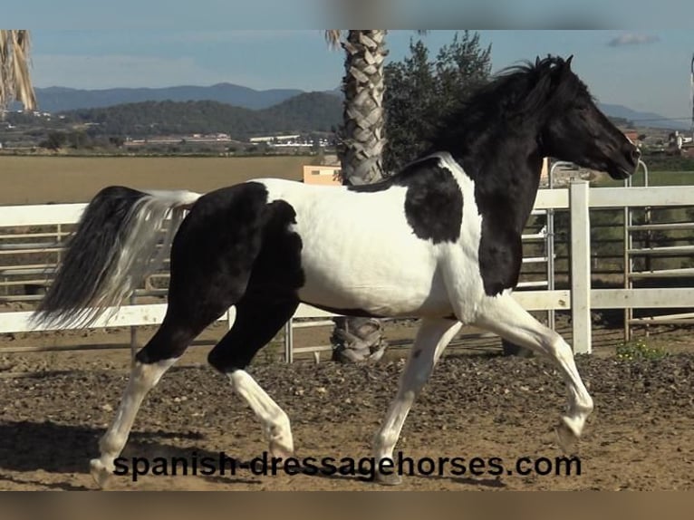 PRE Croisé Étalon 3 Ans 155 cm Pinto in Barcelona