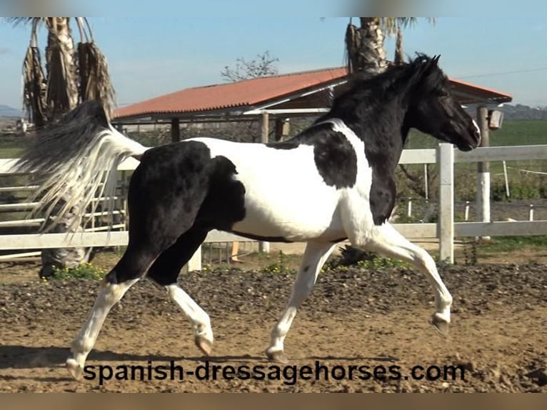 PRE Croisé Étalon 3 Ans 155 cm Pinto in Barcelona