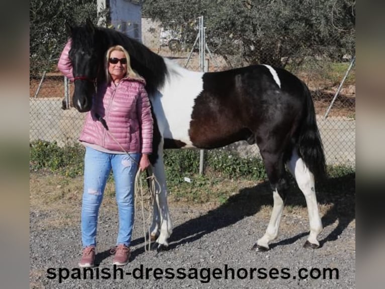 PRE Croisé Étalon 3 Ans 155 cm Pinto in Barcelona