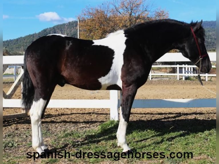 PRE Croisé Étalon 3 Ans 155 cm Pinto in Barcelona