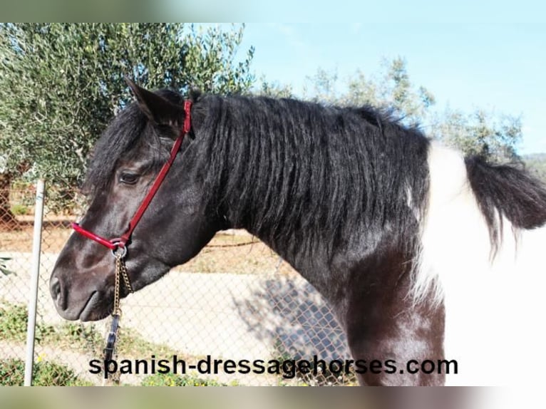 PRE Croisé Étalon 3 Ans 155 cm Pinto in Barcelona