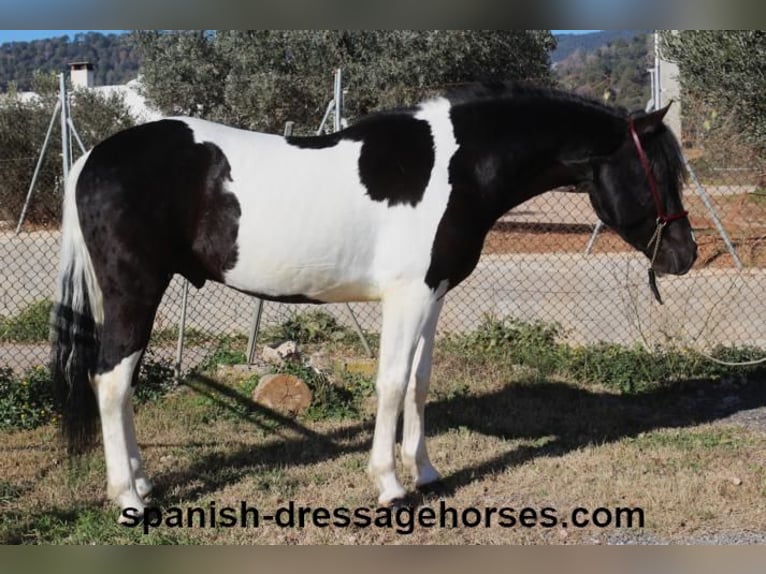 PRE Croisé Étalon 3 Ans 155 cm Pinto in Barcelona