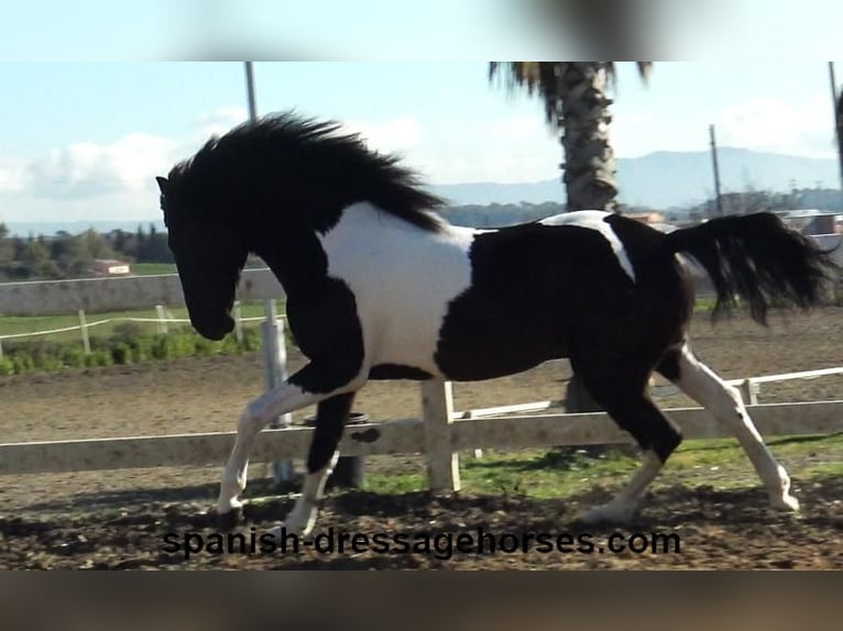 PRE Croisé Étalon 3 Ans 155 cm Pinto in Barcelona