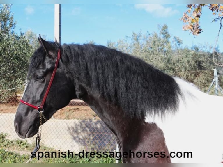 PRE Croisé Étalon 3 Ans 155 cm Pinto in Barcelona