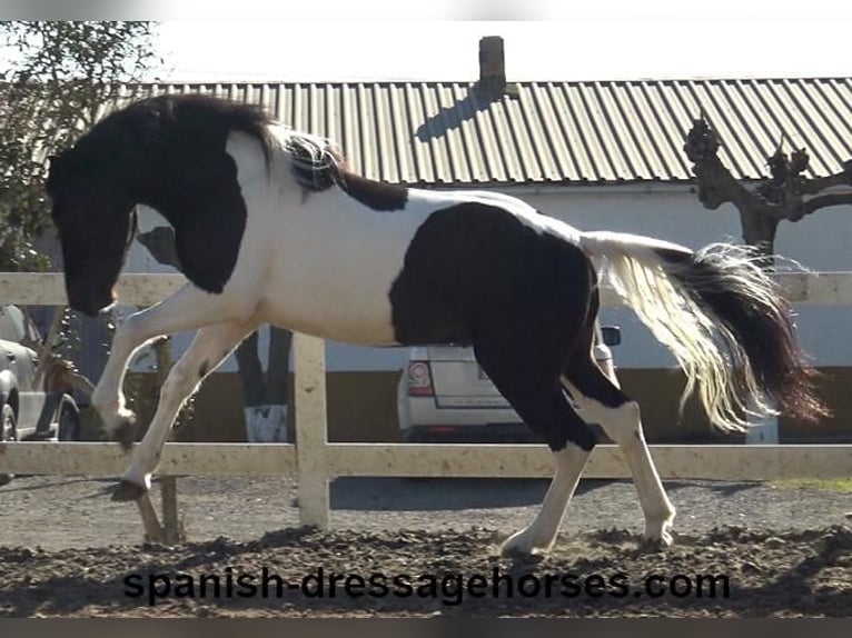 PRE Croisé Étalon 3 Ans 155 cm Pinto in Barcelona