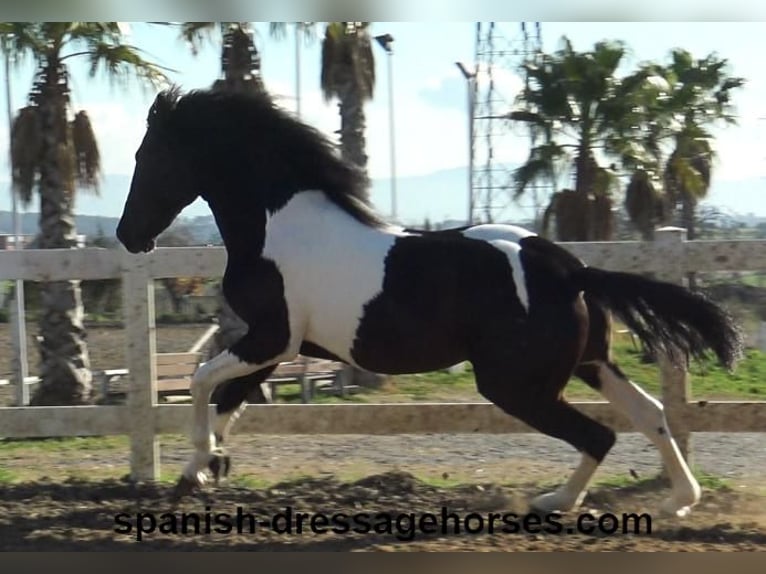 PRE Croisé Étalon 3 Ans 155 cm Pinto in Barcelona