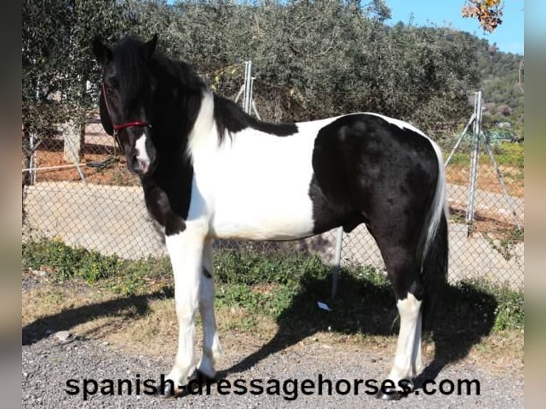 PRE Croisé Étalon 3 Ans 155 cm Pinto in Barcelona