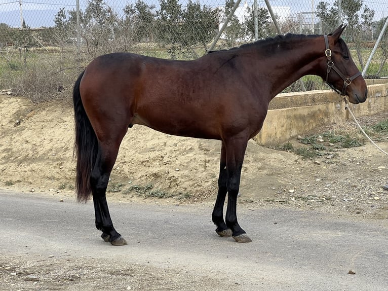 PRE Croisé Étalon 3 Ans 156 cm Bai brun in Tabernas