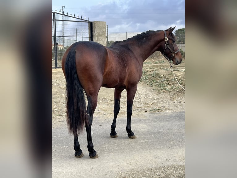 PRE Croisé Étalon 3 Ans 156 cm Bai brun in Tabernas