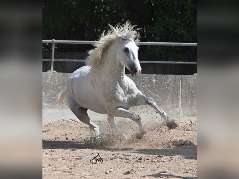 PRE Étalon 3 Ans 156 cm Gris in ALCUDIA