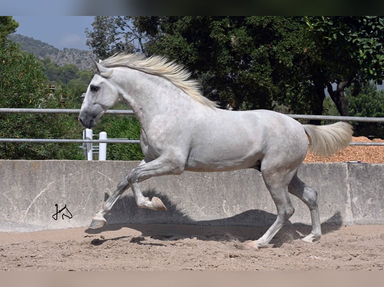 PRE Étalon 3 Ans 156 cm Gris in ALCUDIA