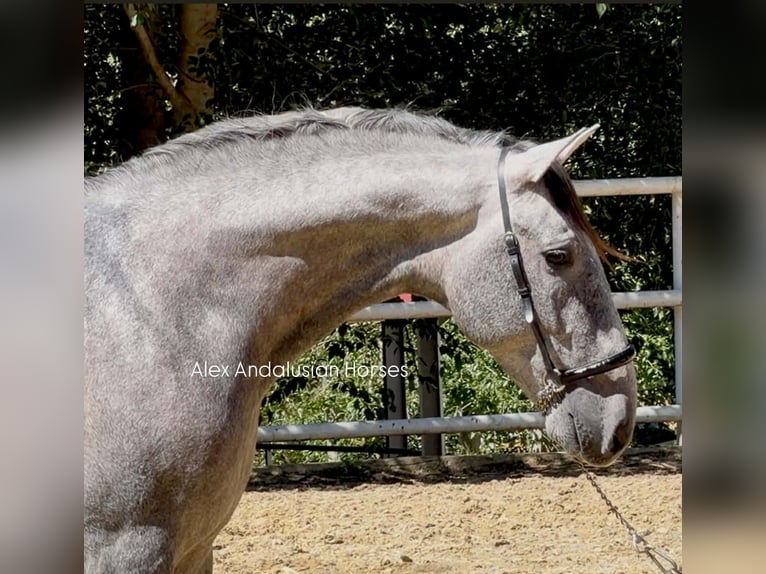 PRE Croisé Étalon 3 Ans 156 cm Gris in Sevilla