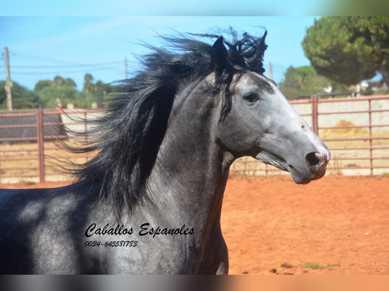 PRE Croisé Étalon 3 Ans 156 cm Gris noir in Vejer de la Frontera