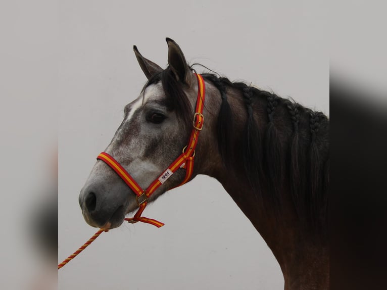 PRE Croisé Étalon 3 Ans 156 cm Gris in Vejer de la Frontera