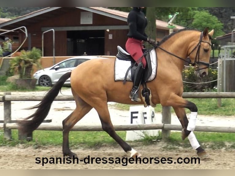PRE Croisé Étalon 3 Ans 156 cm Isabelle in Barcelona