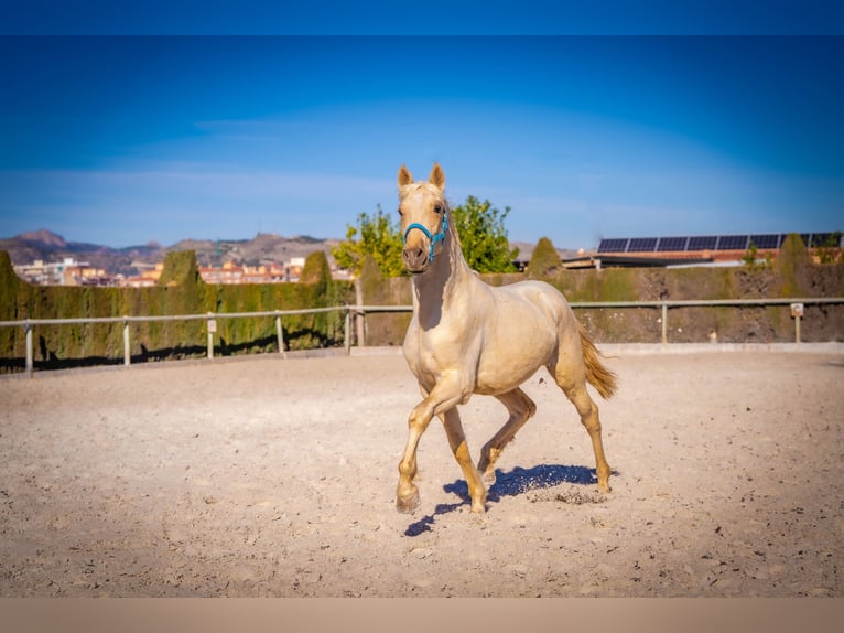 PRE Croisé Étalon 3 Ans 156 cm Palomino in Rafelguaraf