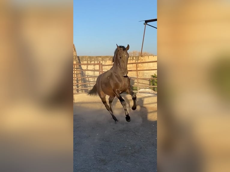 PRE Étalon 3 Ans 157 cm Bai brun in Valderrubio