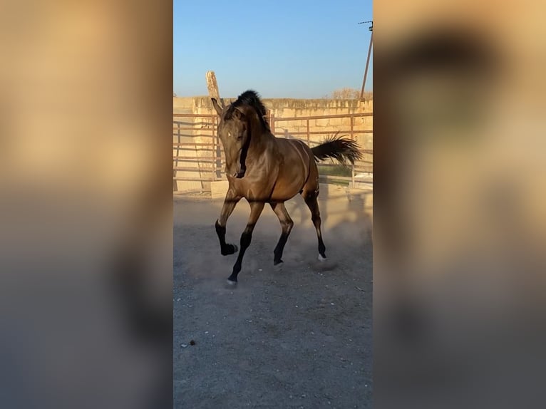 PRE Étalon 3 Ans 157 cm Bai brun in Valderrubio