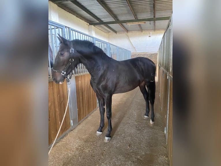 PRE Étalon 3 Ans 157 cm Bai brun in Valderrubio