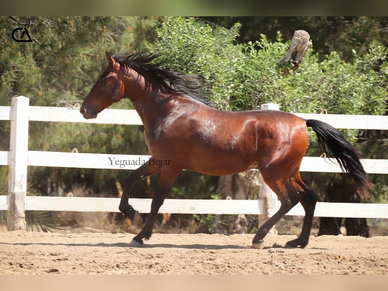 PRE Croisé Étalon 3 Ans 157 cm Bai in Puerto Lumbreras
