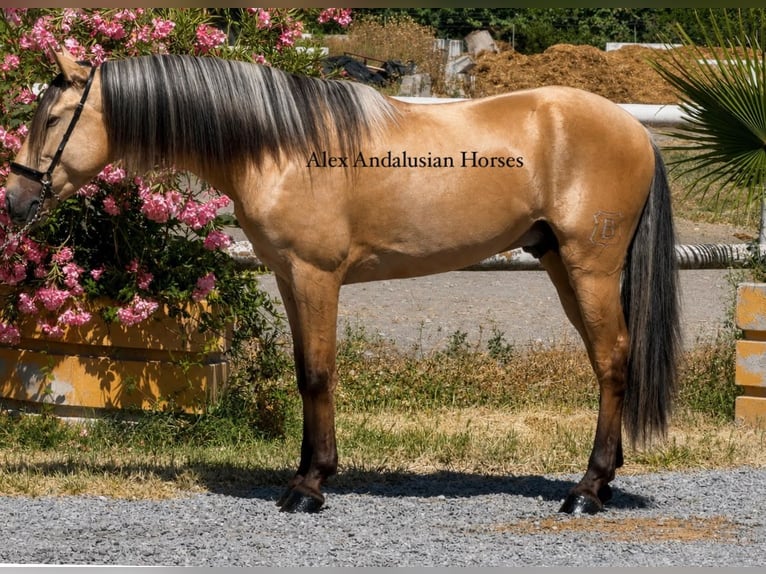 PRE Croisé Étalon 3 Ans 157 cm Buckskin in Sevilla