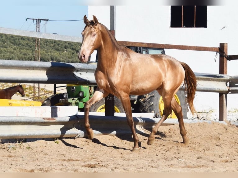 PRE Étalon 3 Ans 157 cm Perle in Provinz Cordoba