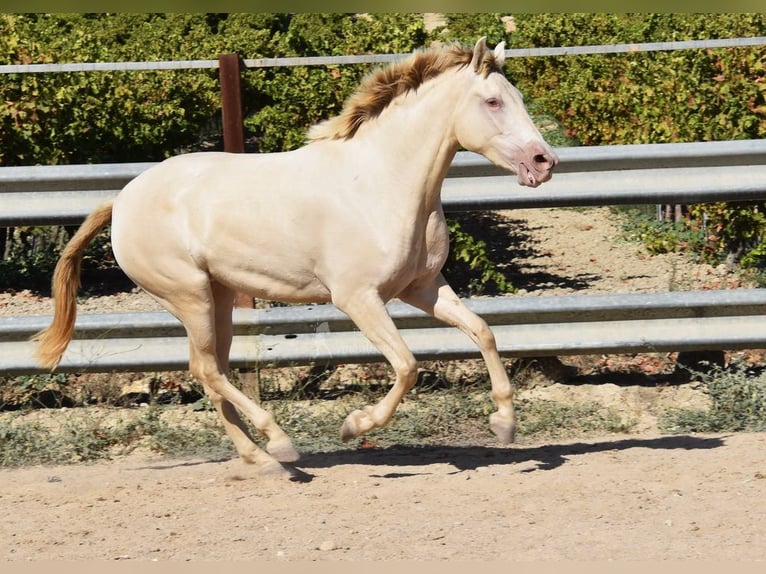 PRE Étalon 3 Ans 157 cm Perle in Provinz Cordoba