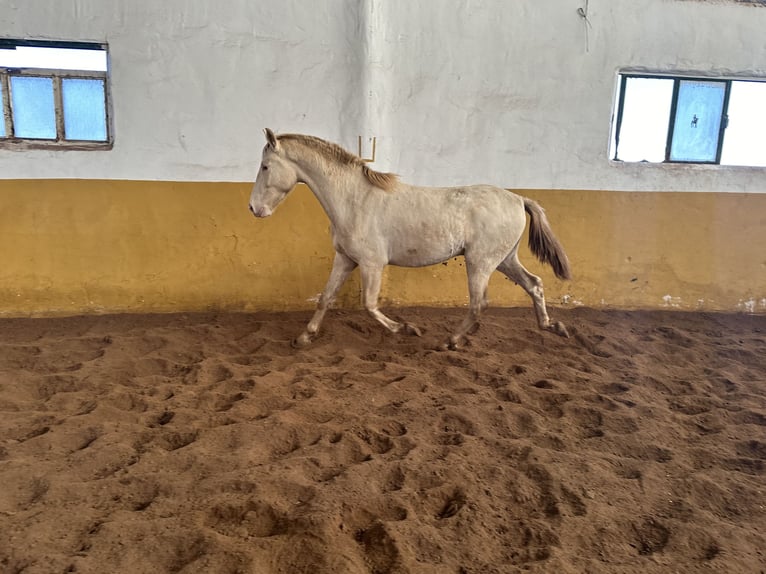 PRE Étalon 3 Ans 157 cm Perlino in Valderrubio