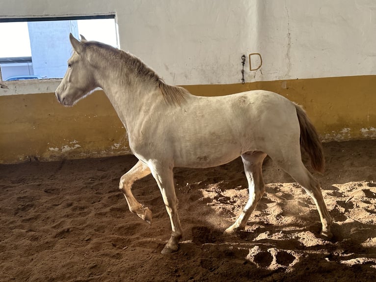 PRE Étalon 3 Ans 157 cm Perlino in Valderrubio