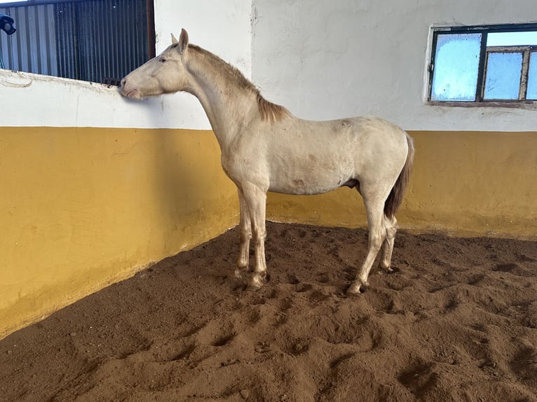 PRE Étalon 3 Ans 157 cm Perlino in Valderrubio