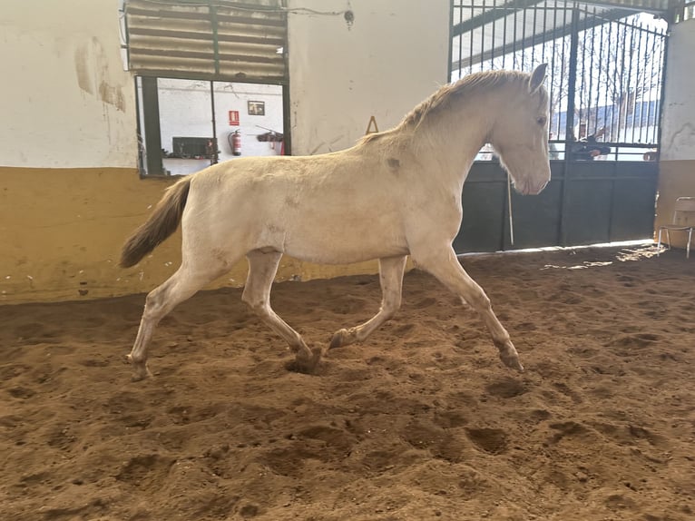 PRE Étalon 3 Ans 157 cm Perlino in Valderrubio