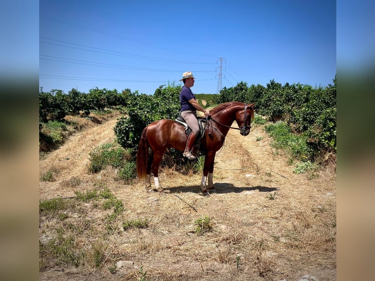 PRE Étalon 3 Ans 158 cm Alezan in Galaroza (Huelva)