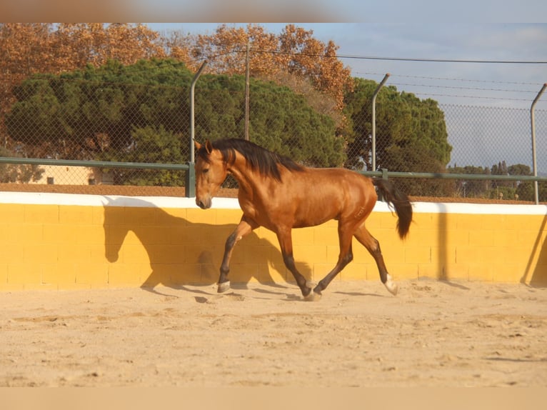 PRE Croisé Étalon 3 Ans 158 cm Bai in Hamburg