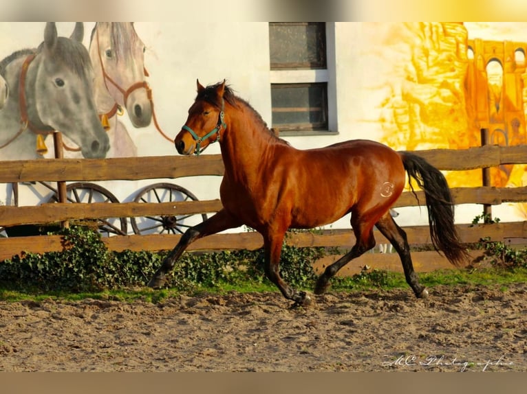 PRE Croisé Étalon 3 Ans 158 cm Bai clair in Polenz