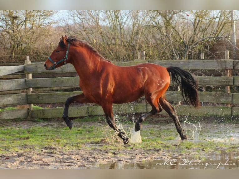 PRE Croisé Étalon 3 Ans 158 cm Bai clair in Polenz