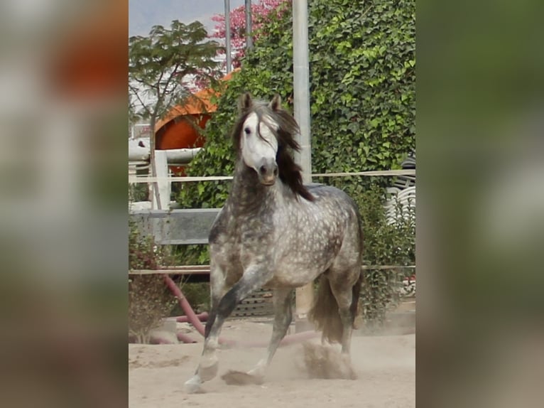 PRE Croisé Étalon 3 Ans 158 cm in Almerimar