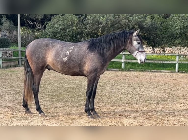 PRE Étalon 3 Ans 158 cm Gris in Alaior