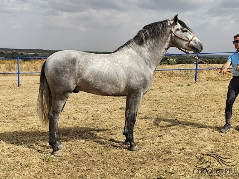 PRE Croisé Étalon 3 Ans 158 cm Gris in Badajoz