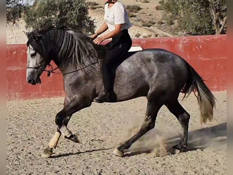 PRE Étalon 3 Ans 158 cm Gris in Granada