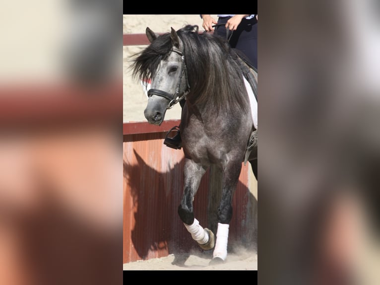 PRE Étalon 3 Ans 158 cm Gris in Granada