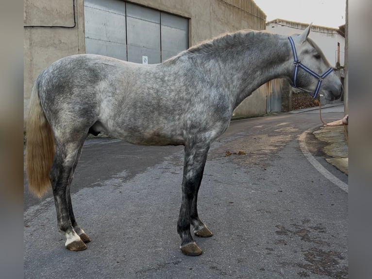 PRE Croisé Étalon 3 Ans 158 cm Gris pommelé in Bejar