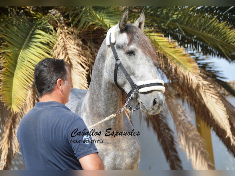 PRE Étalon 3 Ans 158 cm Gris pommelé in Vejer de la Frontera