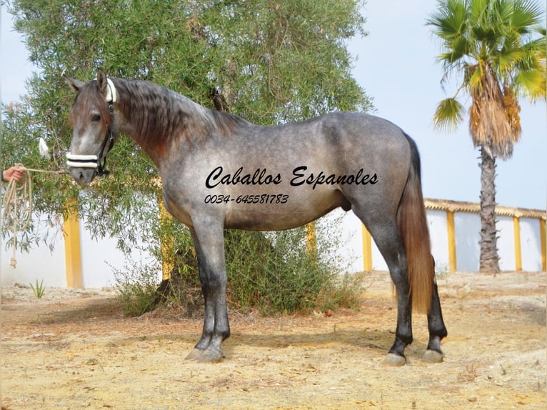 PRE Étalon 3 Ans 158 cm Gris pommelé in Vejer de la Frontera