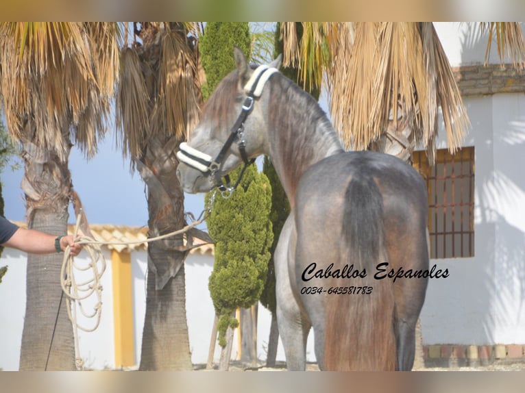 PRE Étalon 3 Ans 158 cm Gris pommelé in Vejer de la Frontera