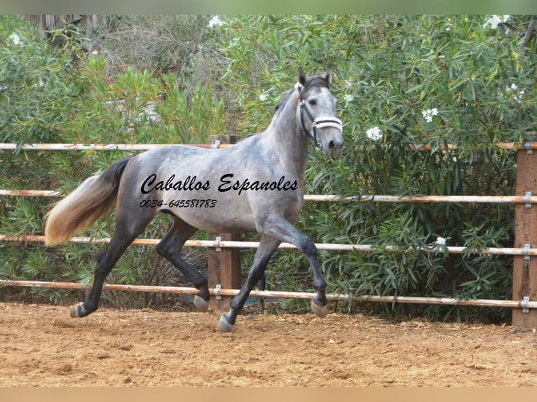 PRE Étalon 3 Ans 158 cm Gris pommelé in Vejer de la Frontera