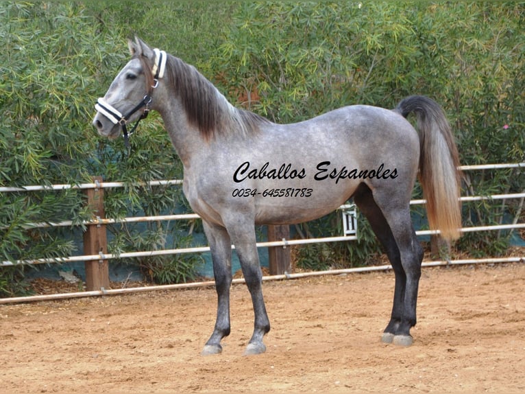 PRE Étalon 3 Ans 158 cm Gris pommelé in Vejer de la Frontera