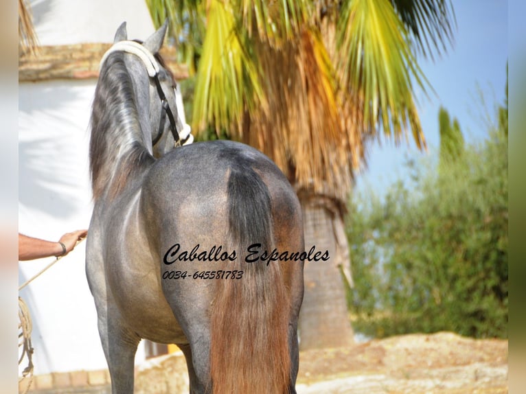 PRE Étalon 3 Ans 158 cm Gris pommelé in Vejer de la Frontera